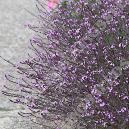 Picture of Verbena - Officinalis Bampton
